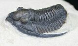 Cornuproetus Trilobite - Detailed Shell #10649-1